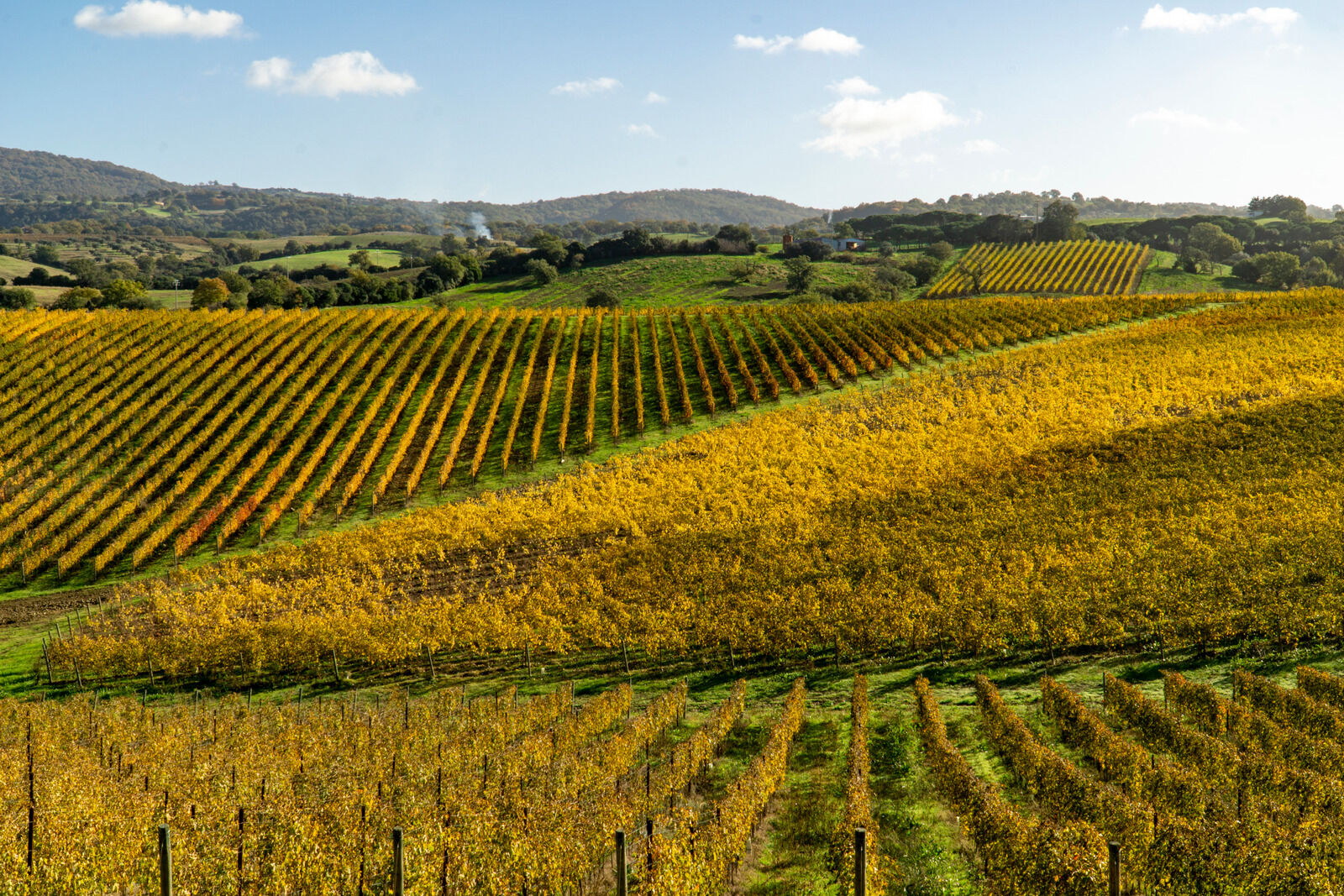 Italy Grosseto maremma Scansano, cultivation of Morellino di Scansano vine, autumn colors. Italy Grosseto maremma Scansano, cultivation of Morellino di Scansano vine, autumn colors.